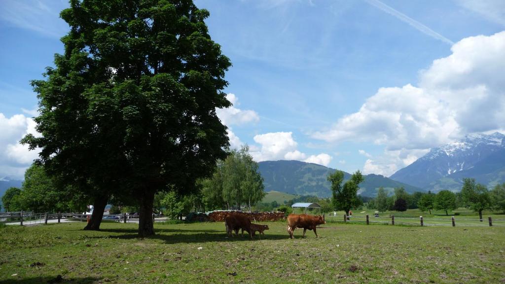 Haus Rieder Georg Lägenhet Maria Alm am Steinernen Meer Exteriör bild